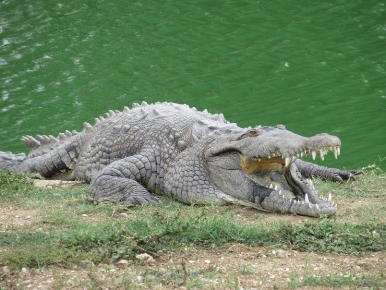 before the program was established by the government of Cuba, the crocodiles were almost extinct.