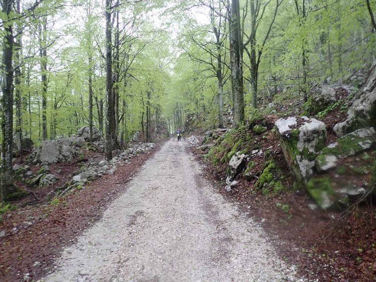 Notable uphill on remote track to Mt. Kobariski Stol through a tunnel of trees.